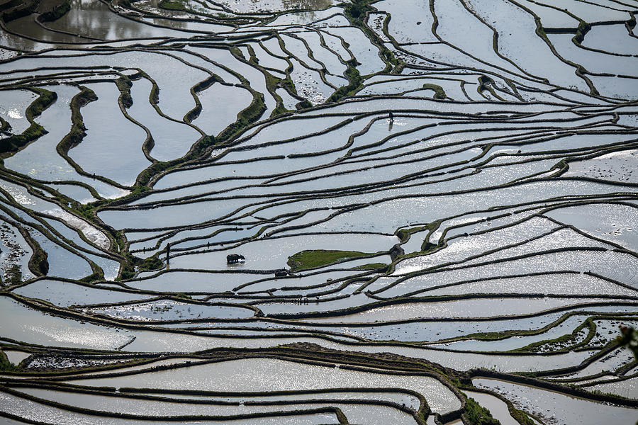 The beautiful line of the terraced fields Photograph by Zhouyousifang