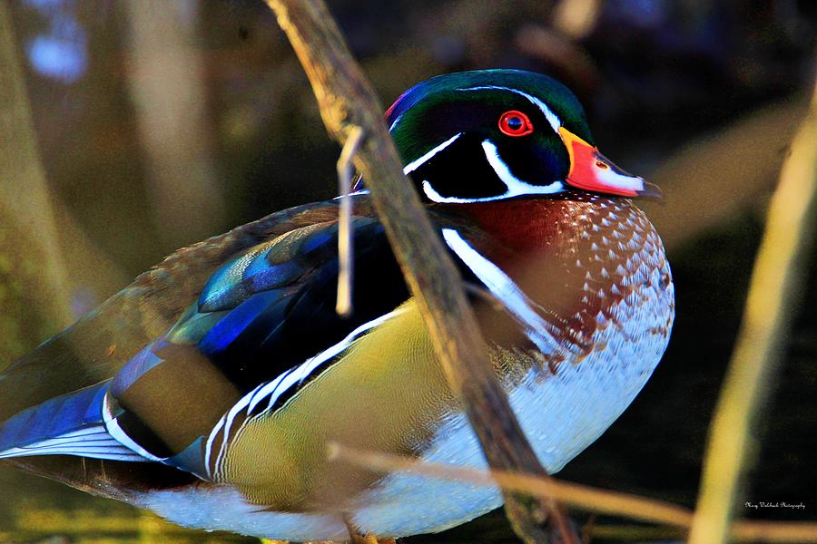 The Beautiful Male Wood Duck Photograph by Mary Walchuck