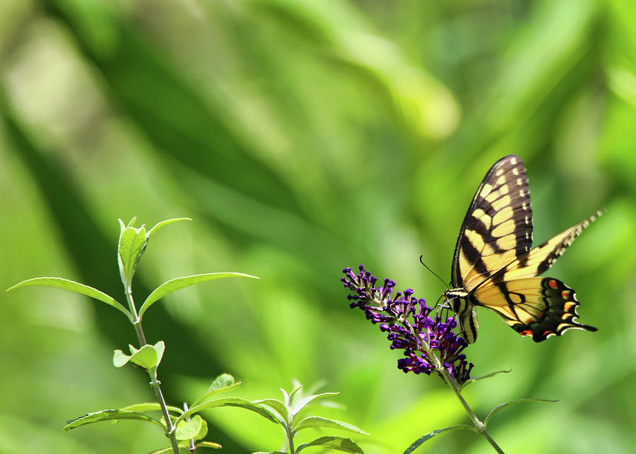 The Beautiful Monarch  Photograph by Scott Burd