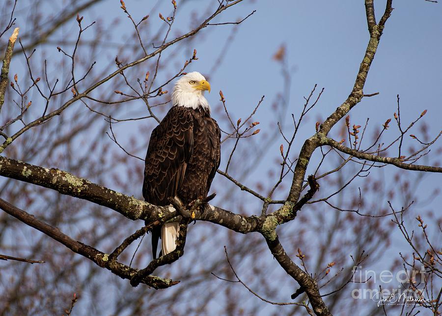 The Beauty and Power of the Bald Eagle Photograph by Jan Mulherin