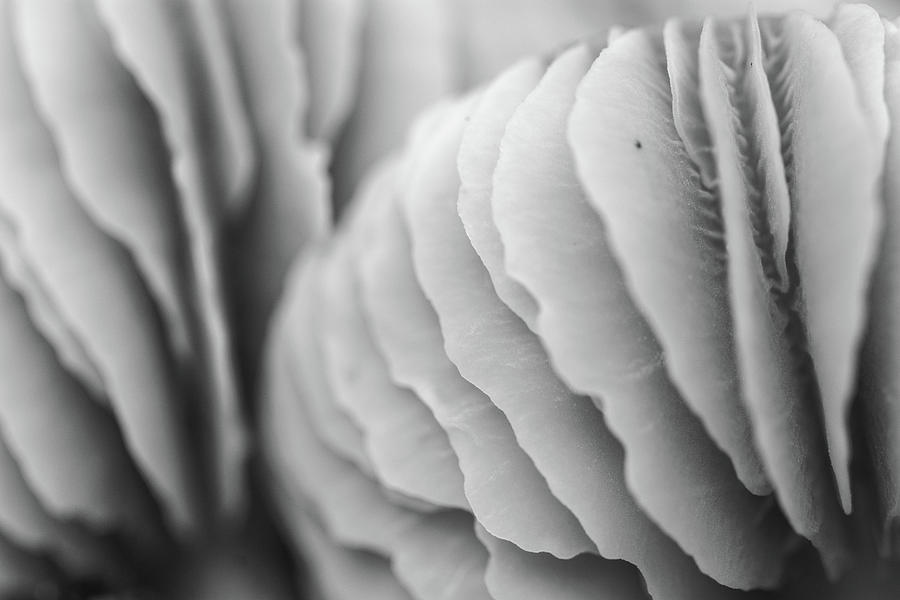 The Beauty of Mushroom Photograph by Martin Vorel Minimalist Photography