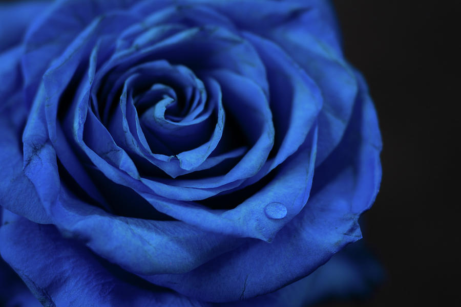 Blue Rose - Beauty in Imperfection Photograph by Tina Giammarco Horne