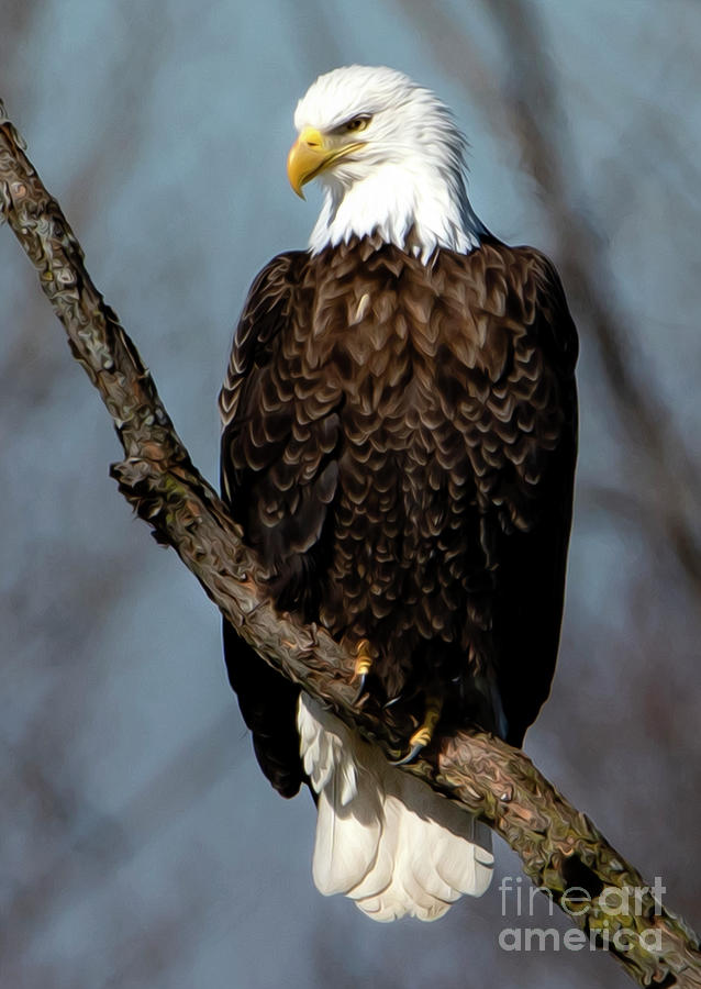 The Beauty of a Bald Eagle Photograph by Sandra Js