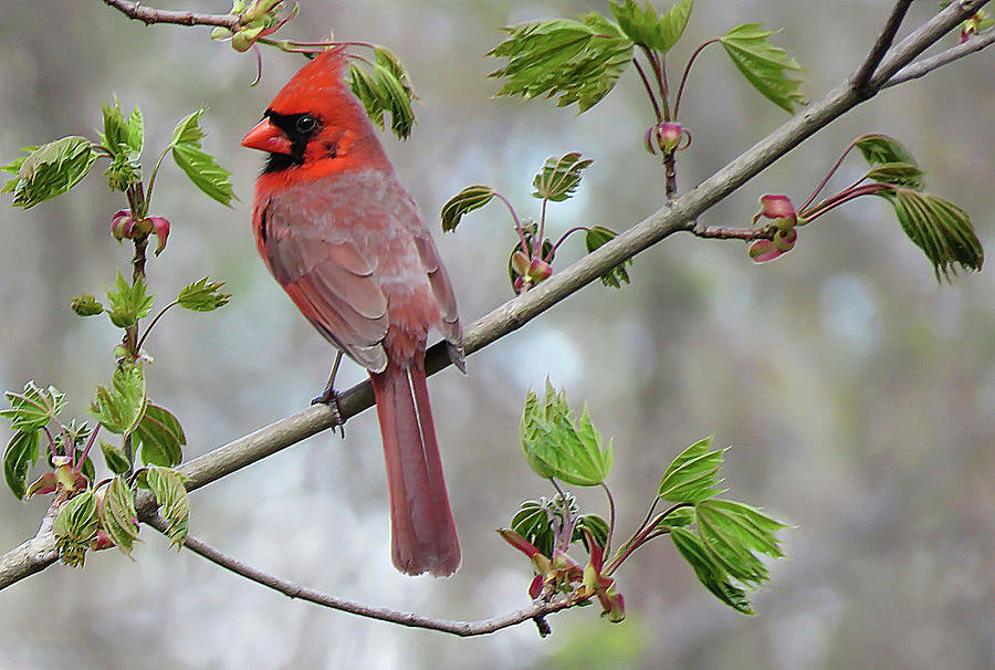 The Beauty Of A Cardinal Photograph by Rebecca Grzenda