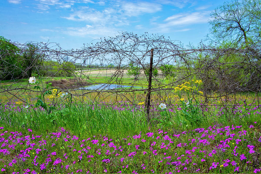 The Beauty of a Country Spring Photograph by Lynn Bauer