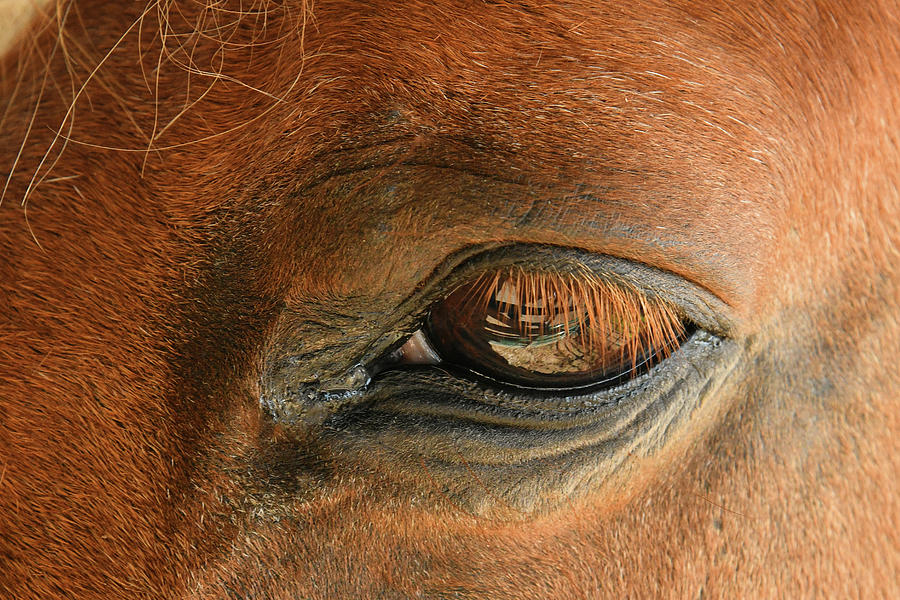 The Beauty Of A Horses Eye Photograph