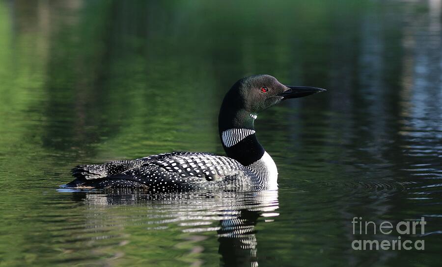 The Beauty of a Maine Loon Photograph by Sandra Huston