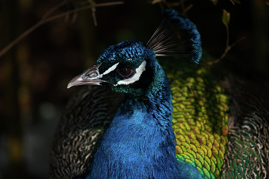 The Beauty Of A Peacock Photograph by Karol Livote
