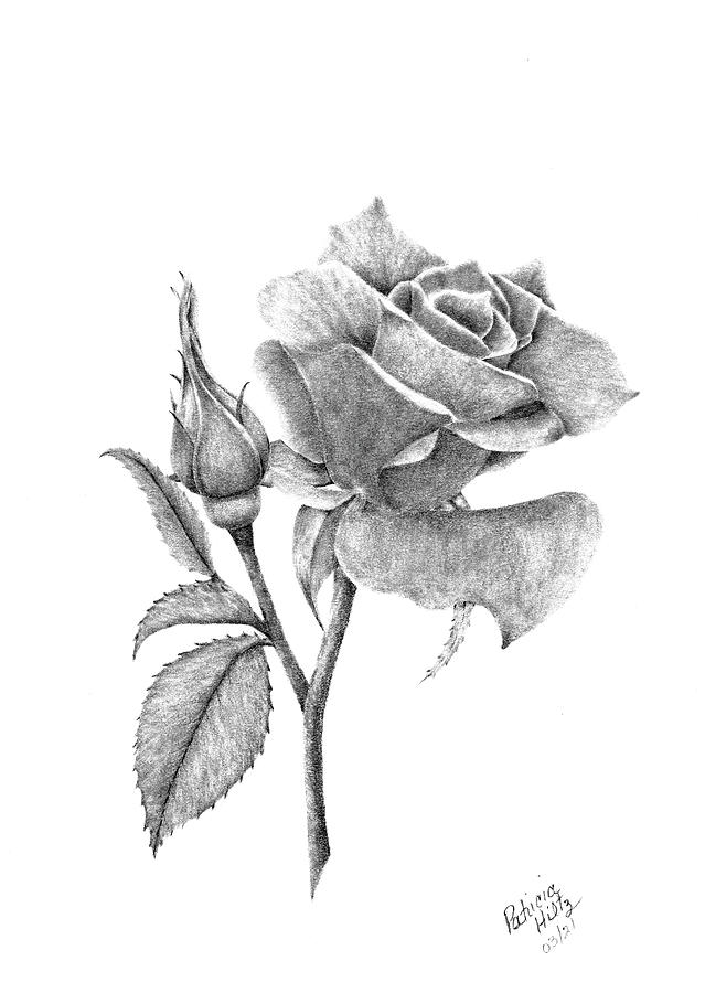 The Beauty of A Rose Drawing by Patricia Hiltz
