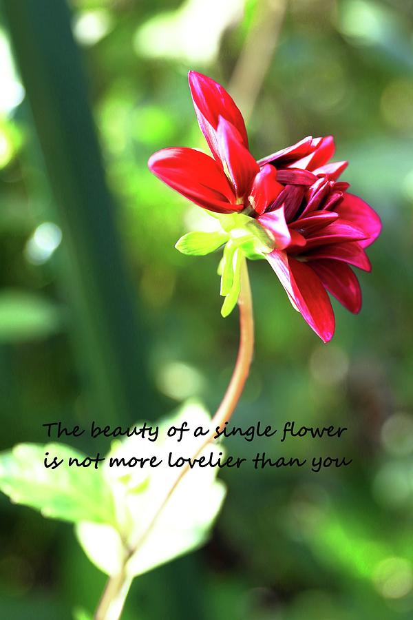   The Beauty of a Single Flower is Not More Lovelier Than You Photograph by Carol Montoya
