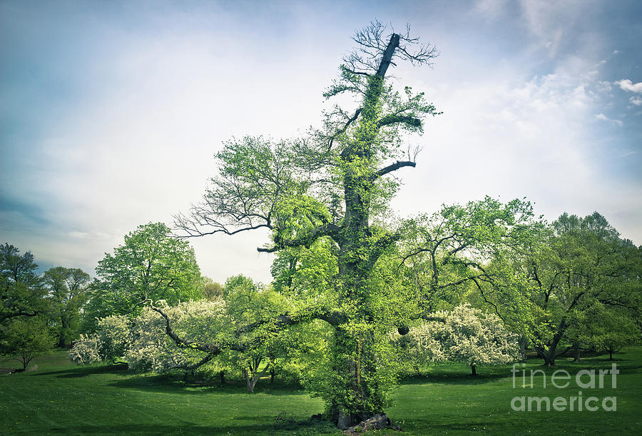 The Beauty of a Tree Photograph by Colleen Kammerer