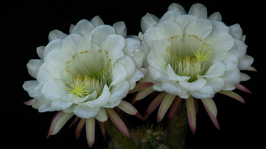 The Beauty Of Cacti  Photograph by Saija Lehtonen