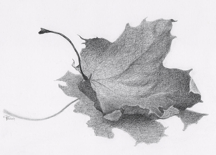 Fallen Leaf Drawing - The Beauty Of Decay II by Nives Palmic