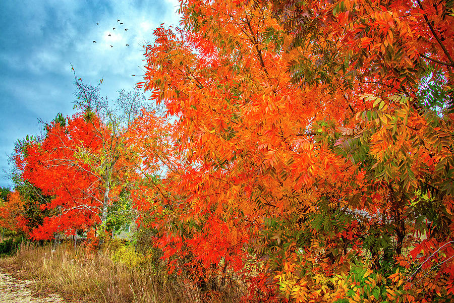 The Beauty of Fall in the Hill Country Photograph by Lynn Bauer