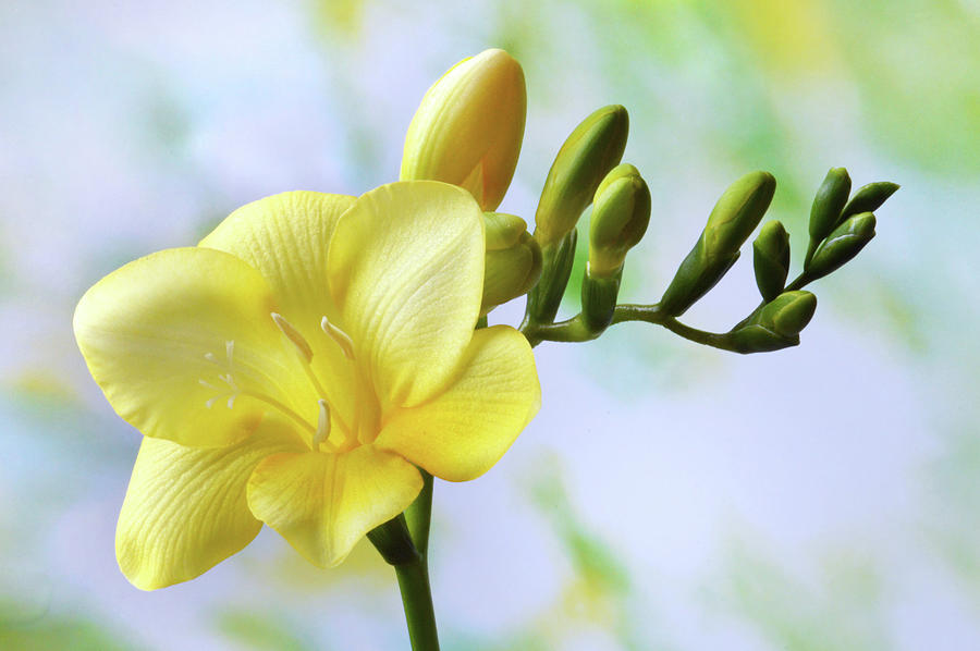 The Beauty Of Freesia Photograph by Terence Davis