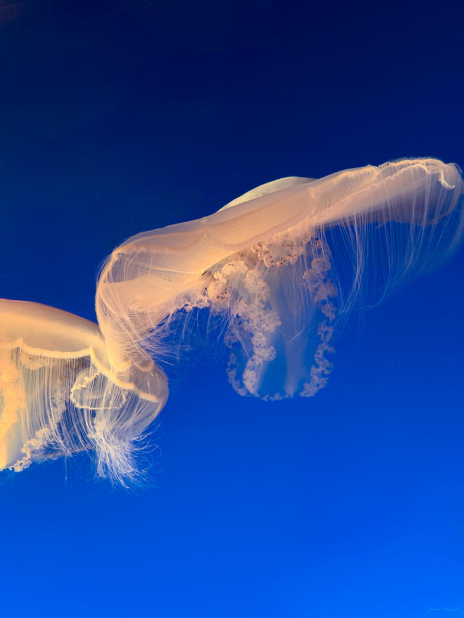 The Beauty of Jellyfish 1 Photograph by John A Rodriguez
