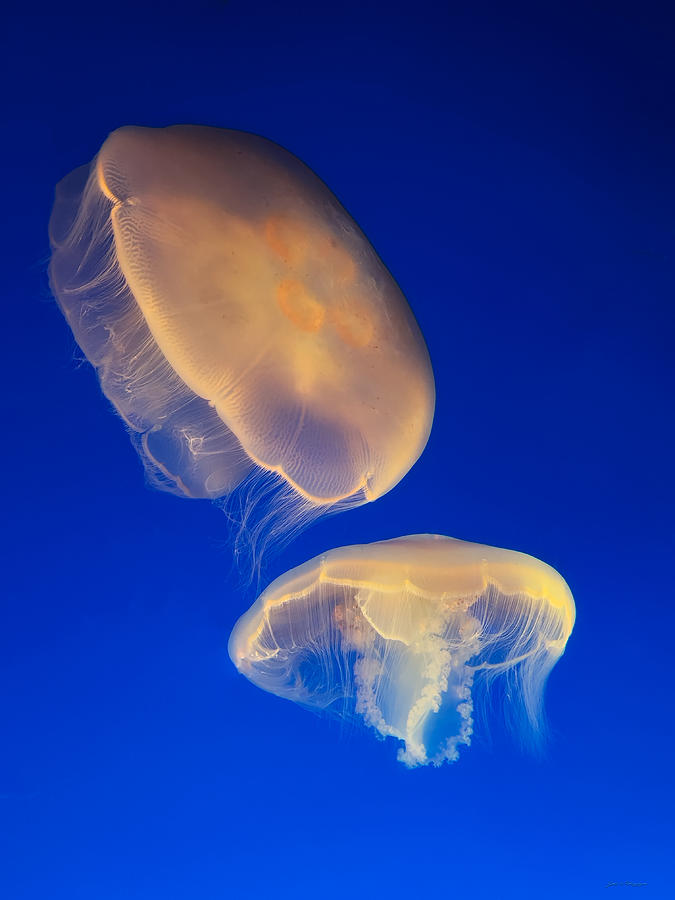 The Beauty of Jellyfish 2 Photograph by John A Rodriguez