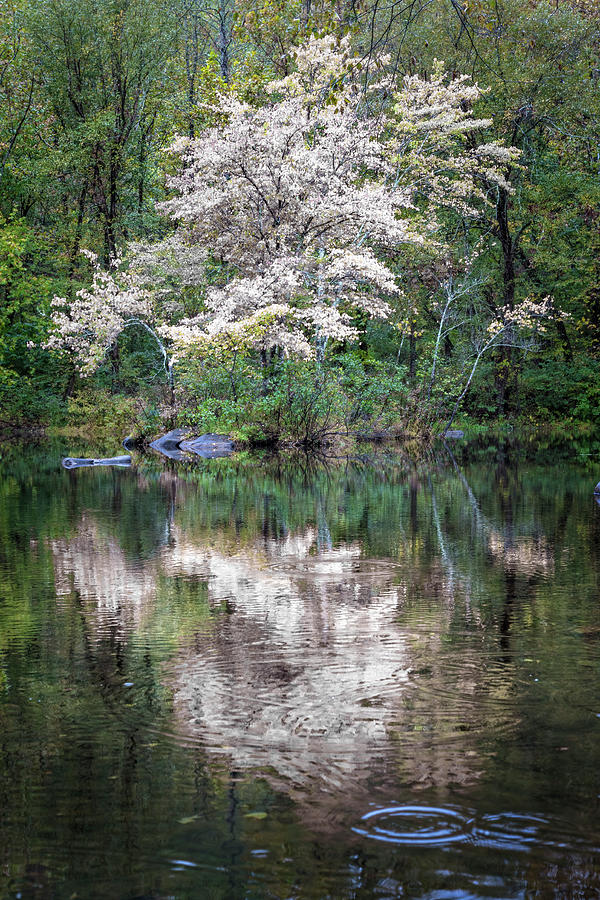 The Beauty of Lake Reflections in Green and White Photograph by Debra and Dave Vanderlaan