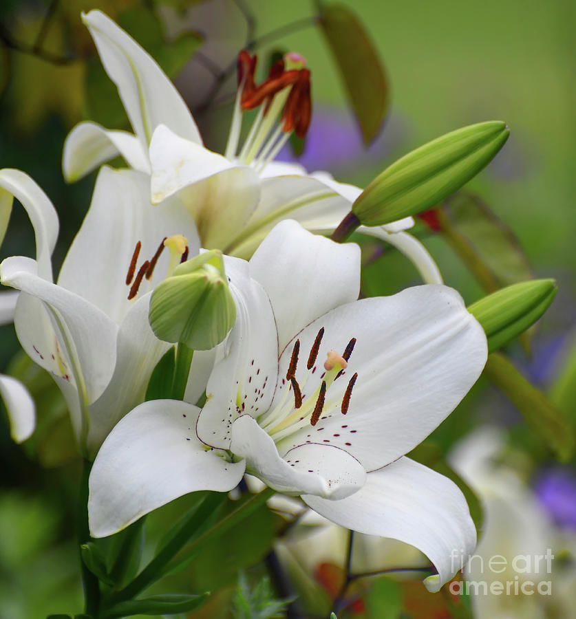 The Beauty Of Lilies Photograph by Kerri Farley
