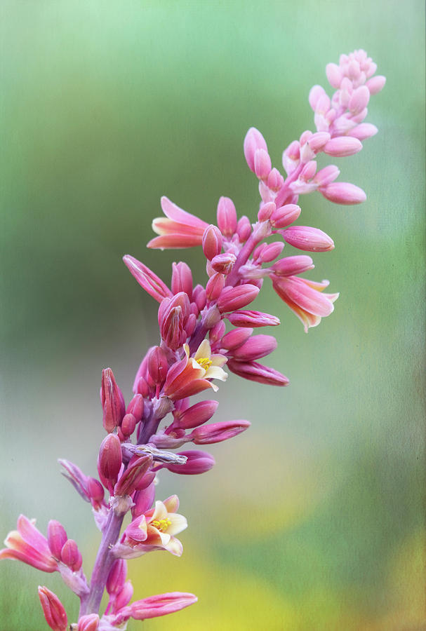 The Beauty Of Little Flowers Photograph by Saija Lehtonen