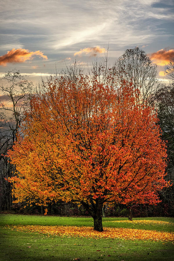 The Beauty of Maple Trees Photograph by Debra and Dave Vanderlaan