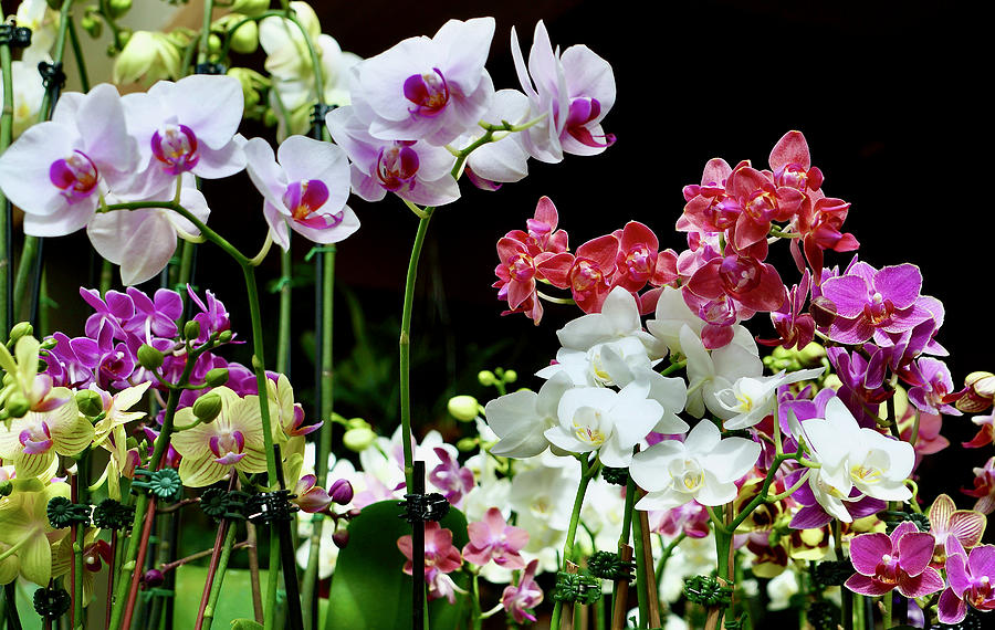 The Beauty Of Orchids Photograph by Ira Shander