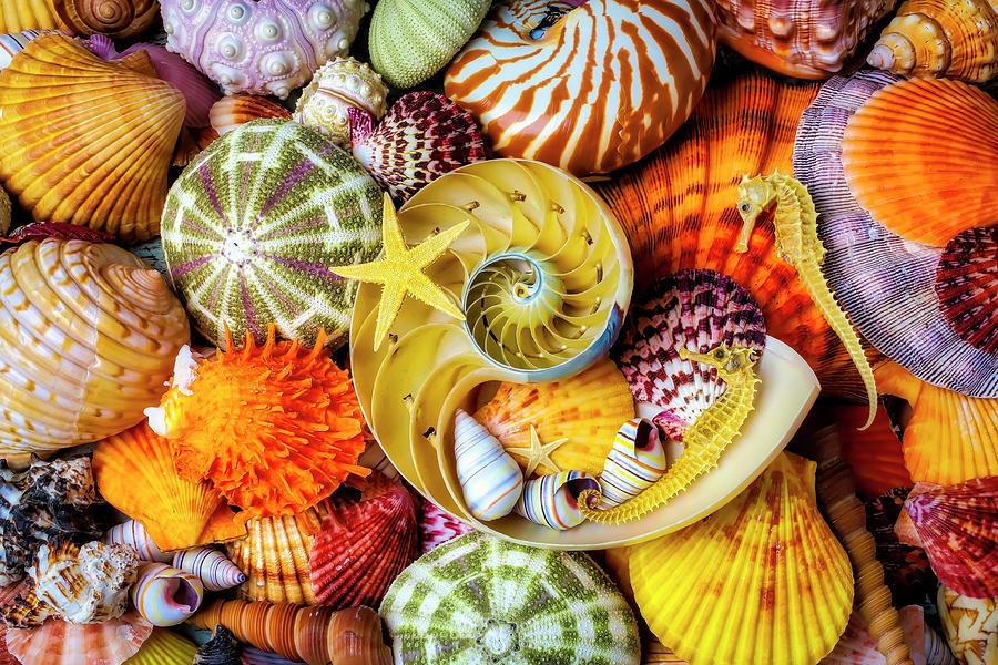 Assortment of Beautiful Seashells Photograph by Garry Gay - Fine Art America