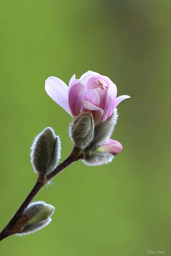 Magnolia Movie Photograph - The Beauty of Spring Blooms by Trina Ansel