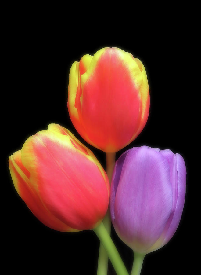 The Beauty Of Spring Tulips Photograph by Johanna Hurmerinta