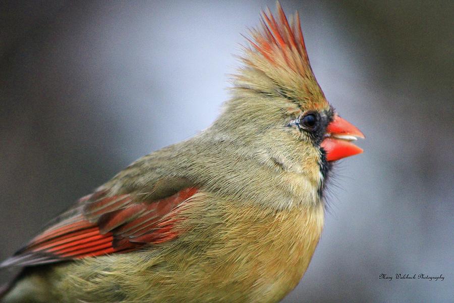 The Beauty of the Female Cardinal Photograph by Mary Walchuck