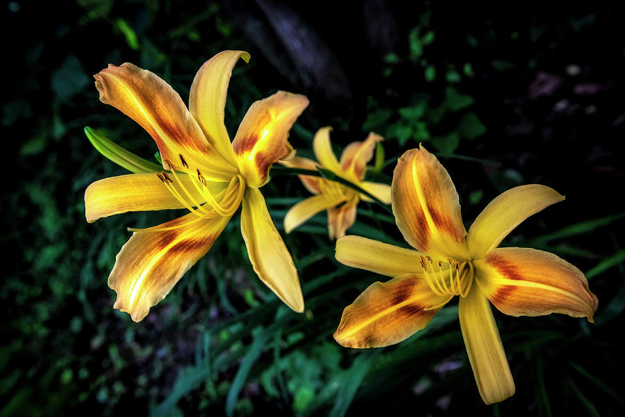 The Beauty of the Garden Lily Photograph by Debra and Dave Vanderlaan