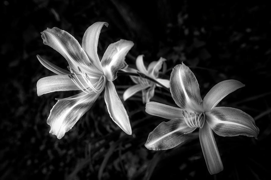 Lily Photograph - The Beauty of the Garden Lily in Black and White by Debra and Dave Vanderlaan