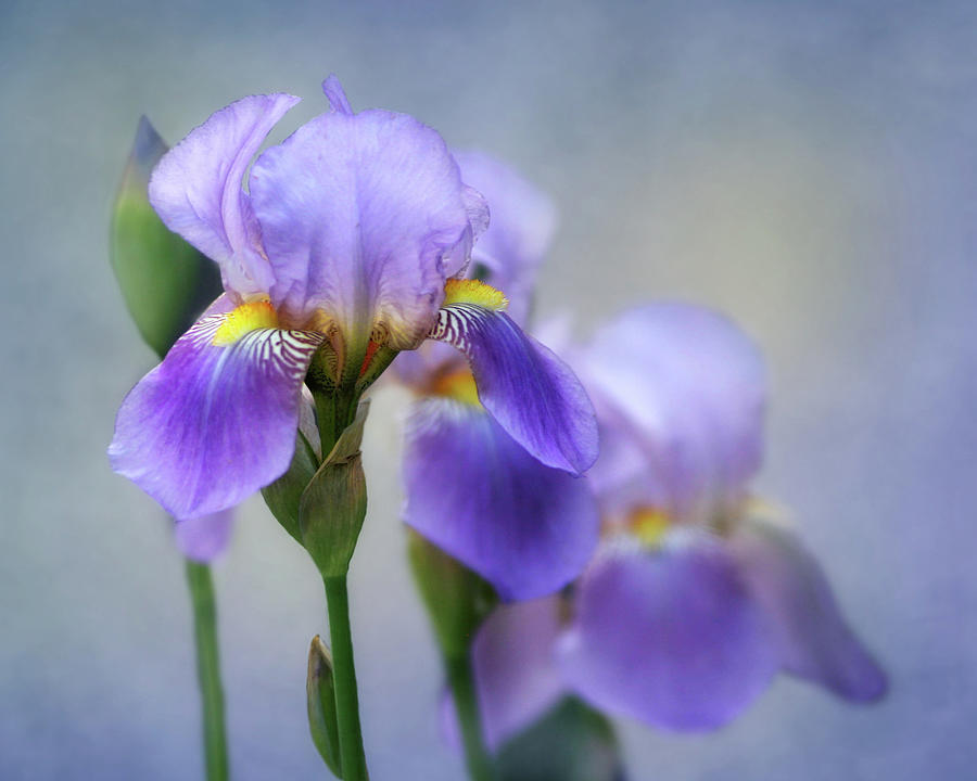 The Beauty of the Iris Photograph by David and Carol Kelly