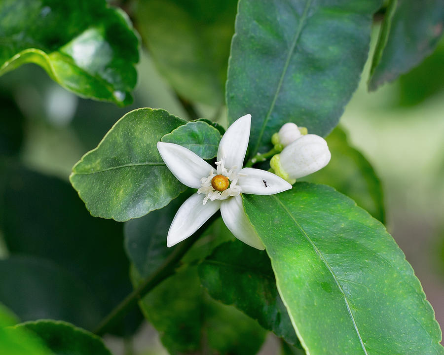 The beauty of the lemon (Tahiti lime) blossom. Photograph by CRMacedonio