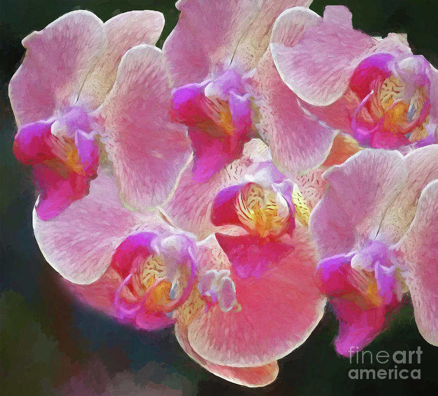 The Beauty Of The Orchid Photograph by Bearj B Photo Art