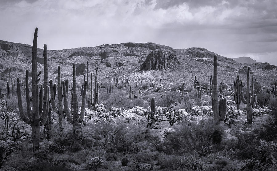 The Beauty Of The Superstition Wilderness In Black And White  Photograph by Saija Lehtonen