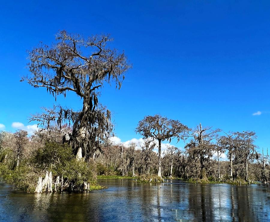 The Beauty of the Wakulla River Photograph by Carla Parris