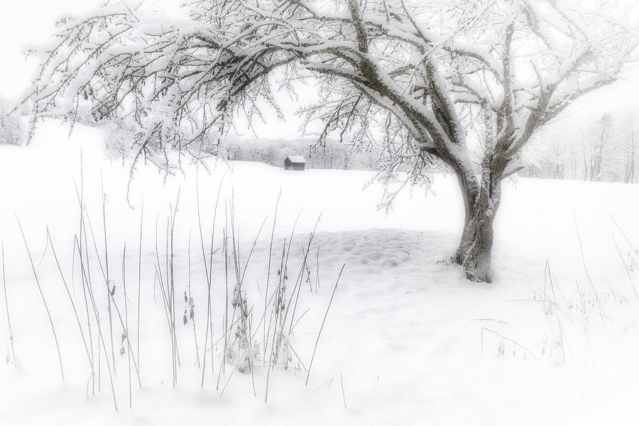 The Beauty of Winter Photograph by Edmund Nagele FRPS
