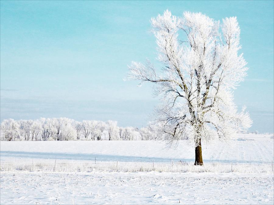 The Beauty of Winter Photograph by Lori Frisch