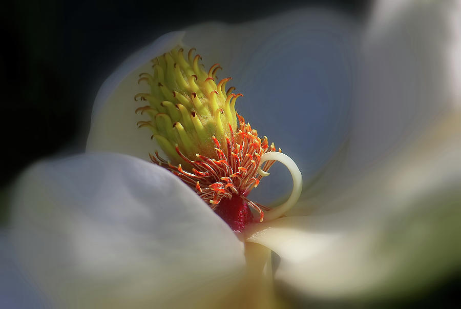 Magnolia Movie Photograph - The Beauty Within by HH Photography of Florida