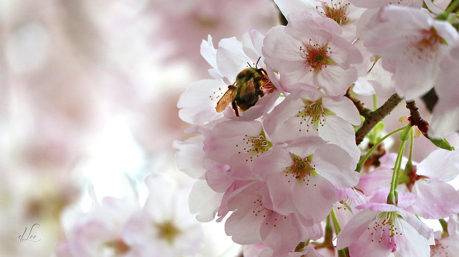 Flower Photograph - The Bee and the Apple Blossom by D Lee