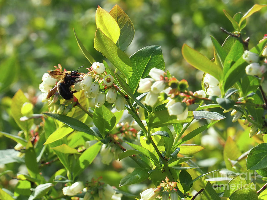 The Bee and the Blueberries Photograph by Ginger Repke