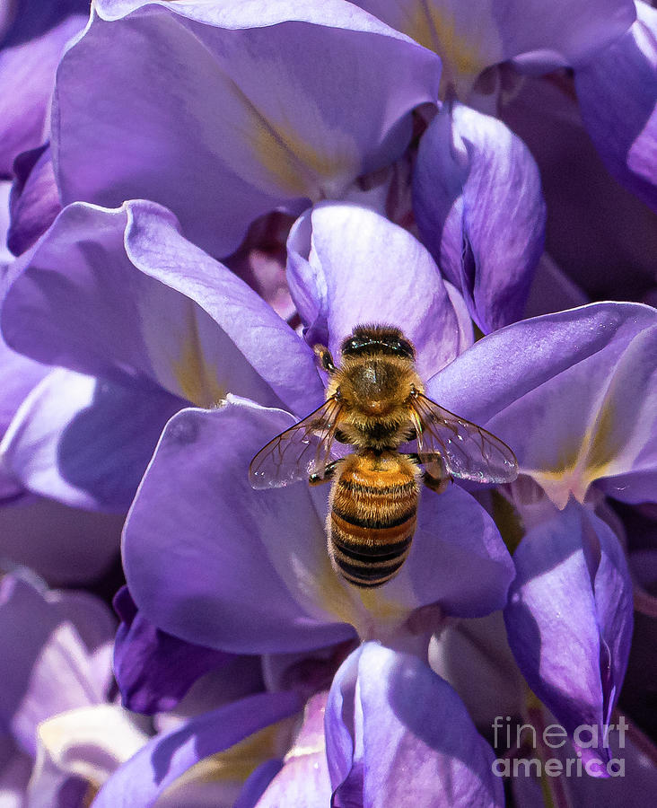 The bee on wisteria Photograph by The P