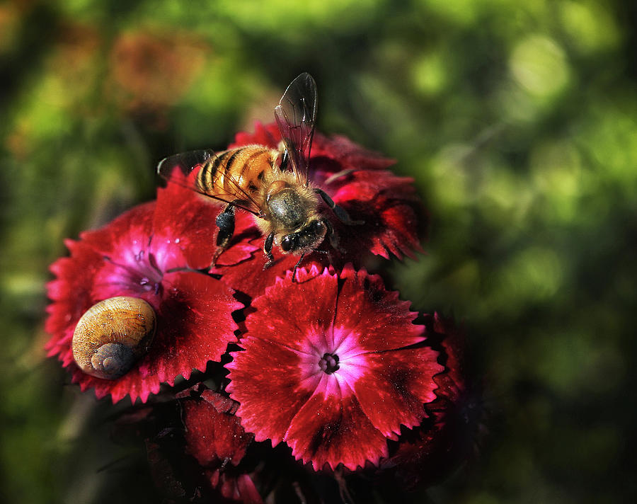 The Bee Pollinator on Red Flowers in Spring - Nature photo Photograph by Stephan Grixti