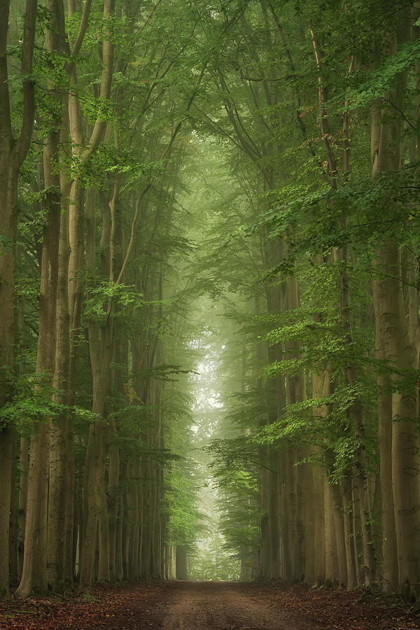 The beech alley Photograph by Martin Podt - Fine Art America