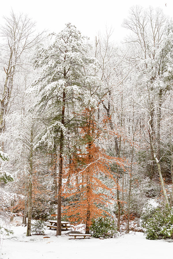 The Beech Tree and the Evergreen Photograph by Joni Eskridge