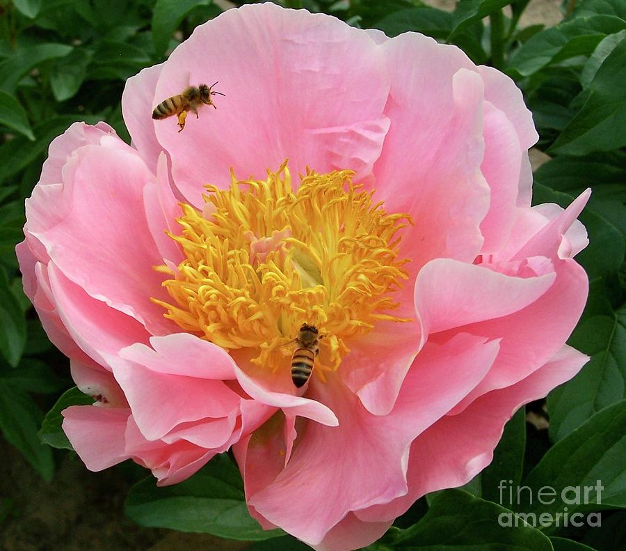 The Bees Peony Photograph by Stephanie Weber