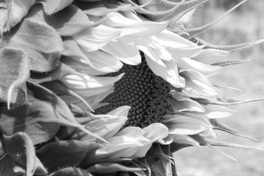 The Beginning Of A Beautiful Sunflower Photograph