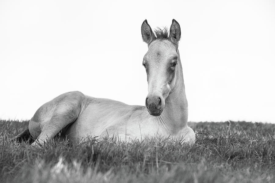 The beginning II - Horse Art Photograph by Lisa Saint