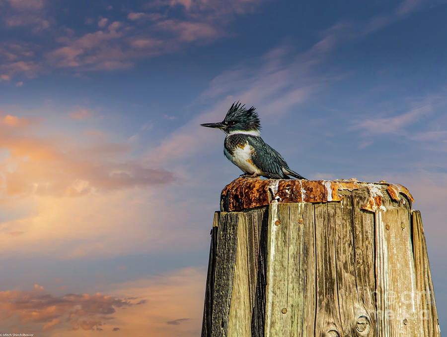 The Belted Kingfisher Photograph